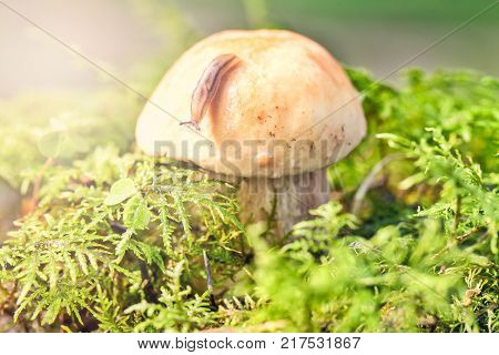 Slug on a mushroom hat in a green moss. The slug creeps from a mushroom on a moss in a sunlight. Close up small depth of sharpness
