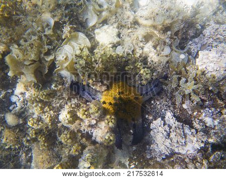 Underwater landscape with coral reef and blue yellow starfish. Pillow starfish in seawater. Shallow sea water. Seashore underwater animal. Star fish on white sand. Coral reef and marine animal
