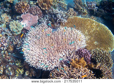 Underwater landscape with coral reef and tropical fish. Pink coral undersea photo. Coral closeup. Sea bottom with coral ecosystem. Tropical seashore snorkeling. Marine relief landscape. Tropic lagoon