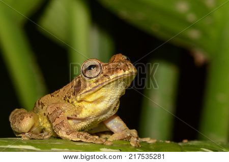A close up of a Common Mexican Tree Frog in Costa Rica