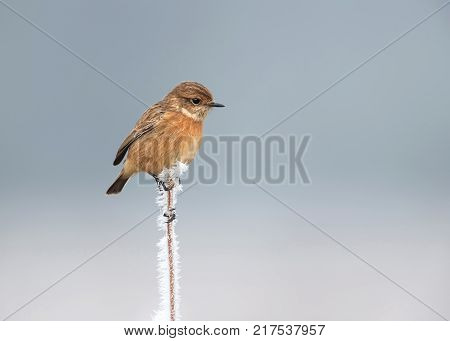 European stonechat on a frosted perch in winter