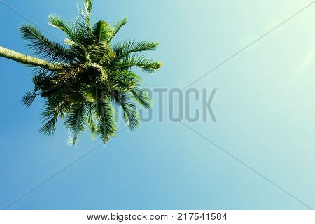 Fluffy palm tree crown on sunny blue sky background. Cinematic effect toned photo. Summer vacation travel banner template. Exotic palm leaf card. Tropical island nature. Green palm forest in sunlight