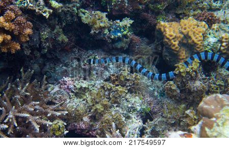 Striped sea snake underwater photo. Dangerous marine animal. Poisonous sea snake swims in shallow water. Striped seasnake. Seaside life threat. Aquatic animal. Seashore snorkeling threat. Coral reef