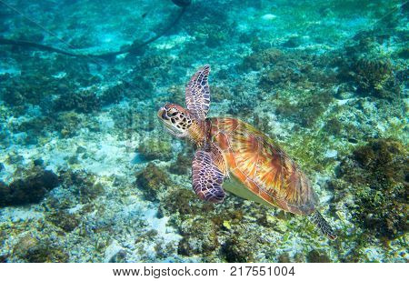 Olive green turtle above seabottom. Tropical island seashore. Summer vacation snorkeling with sea turtle. Sea tortoise underwater photo. Marine animal undersea. Wild nature of tropical seashore
