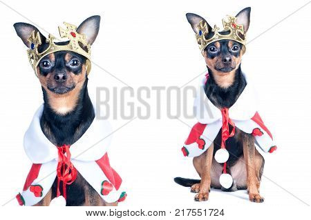 Dog in the crown like a king a prince. Portrait of a close-up of a dog of black color toyterrier chihuahua