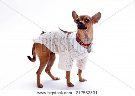 Beautiful chihuahua isolated on white background. Purebreed little female chihuahua wearing white blouse standing isolated on white background, studio shot.