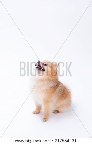 Studio shot of ridiculous pomeranian spitz. Adorable pomeranian little puppy in studio. Lovely little pet.
