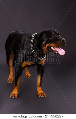 Cute young rottweiler dog, studio shot. Black and brown rottweilwer with chain on his neck standing over dark background. Muscular and strong dog.