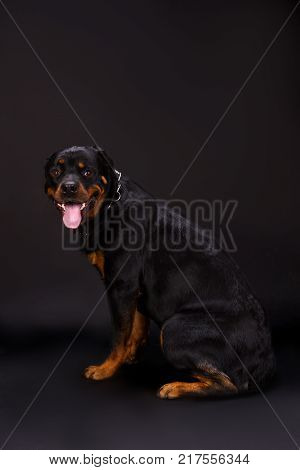Young rottweiler with stick out tongue. Beautiful dog of breed rottweiler sitting on dark background, studio shot. Cute purebred rottweiler sitting and looking at camera.