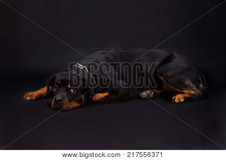 Rottweiler lying on dark background. Young adorable rottweiler dog lying in studio. Cute rottweiler with beautiful eyes.