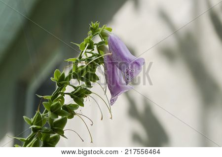 Digitalis purpurea foxglove flowers, close up macro