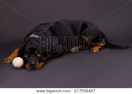 Lovely young rottweiler and little ball. Cute young rottweiler dog lying with small ball on dark background, studio shot.