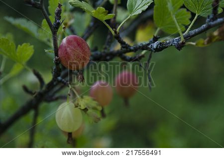 gooseberries or agrus, Branch with berries purple Agrus, Group of sweet ripe berries gooseberries, agrus in the garden.