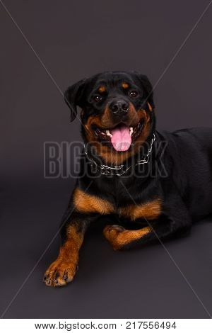 Beautiful portrait of young rottweiler dog. Studio shot of cute happy rottweiler lying in studio and looking at camera.