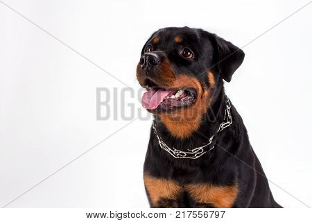 Close up portrait of young rottweiler dog. Adorable rottweiler puppy with chain on neck isolated on white background, studio shot.