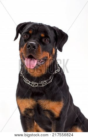 Beautiful young rottweiler, white background. Cute and strong young rottweiler dog over white background, studio portrait. Domestic friend and guard.