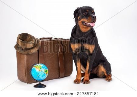 Portrait of rottweiler dog and travelling accessories. Young purebred rottweiler dog sitting with travel bag, hat and globe in studio. Holiday and resort concept.