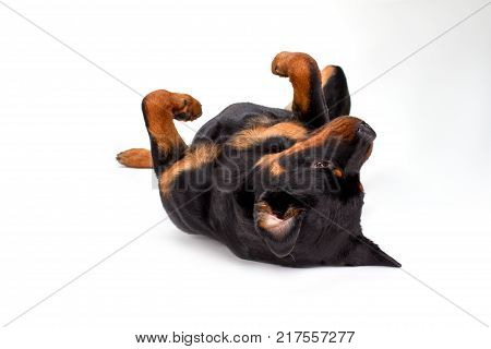 Young rottweiler having fun, white background. Potrait of funny purebred rottweiler dog lying on his back over white background, studio shot.