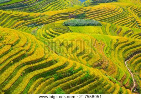 The Longsheng Rice Terraces(Dragon's Backbone) also known as Longji Rice Terraces are located in Longsheng County, about 100 kilometres (62 mi) from Guilin, Guangxi, China