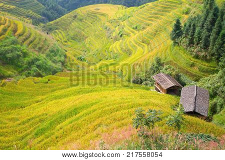 The Longsheng Rice Terraces(Dragon's Backbone) also known as Longji Rice Terraces are located in Longsheng County, about 100 kilometres (62 mi) from Guilin, Guangxi, China