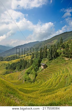 The Longsheng Rice Terraces(Dragon's Backbone) also known as Longji Rice Terraces are located in Longsheng County, about 100 kilometres (62 mi) from Guilin, Guangxi, China