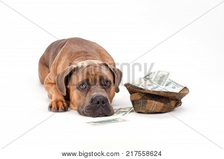 Cane corso with hat of money. Beautiful italian mastiff cane corso lying with hat full of paper money isolated on white background, studio shot. Charity and finance support concept.