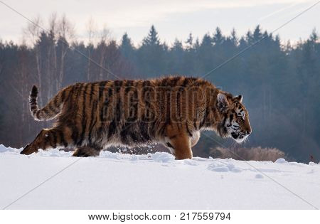 Siberian tiger tracing prey on snow in winter russian taiga - Panthera tigris amurensis