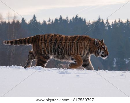 Siberian tiger tracing prey on snow in winter russian taiga - Panthera tigris amurensis
