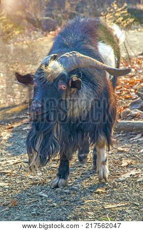 hairy goat looks into the camera. a lot of wool. Primorskiy Kray
