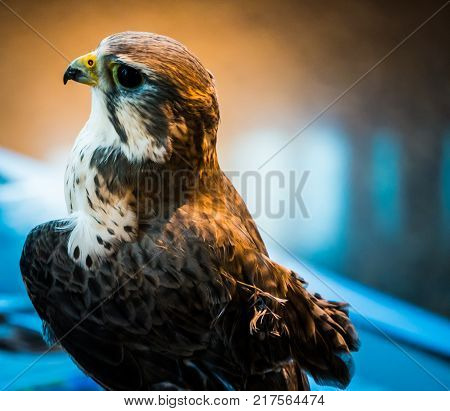 A prairie hawk with an injured left wing and an injured beak.