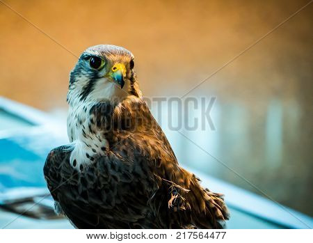 A prairie hawk with an injured left wing and an injured beak.