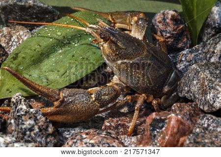 Freshwater cancer high grade cancers on the land of rubble.