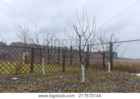 cropped fruit trees in a well-tended garden.