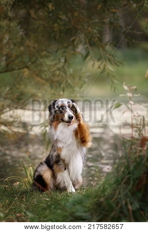 adorable australian shepherd dog posing in the park