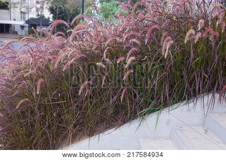 Clump of pink grass in the garden