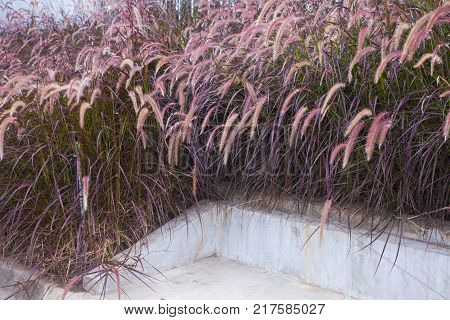 Clump of pink grass in the garden