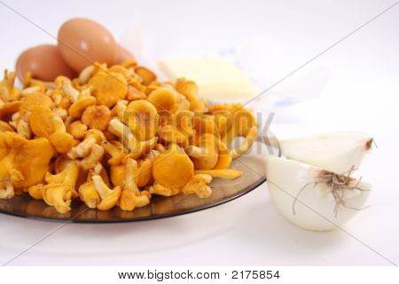 Cantharellus cibarius