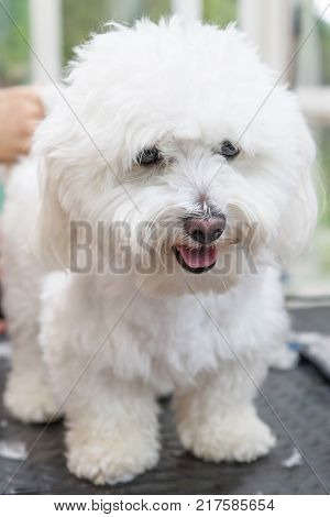 Cute white Bolognese dog is groomed standing on the table. Vertically.