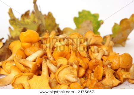 Cantharellus cibarius