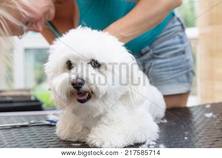 Cute white Bolognese dog is groomed lying on the table and looking at the camera. Horizontally.