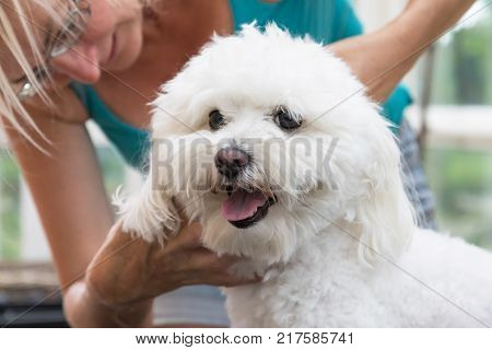 Closeup view of the smiling white Bolognese dog shearing by the blond woman groomer. Horizontally.