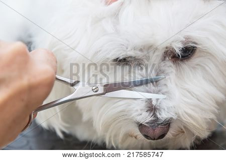 Closeup view of the grooming the nose of a cute white dog. Horizontally.