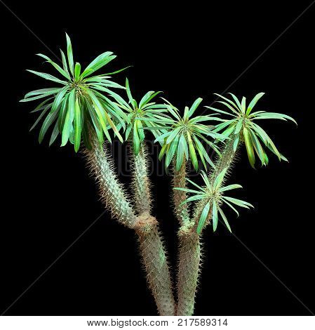 Succulent pahipodium isolated on a black background. House plant spurge.