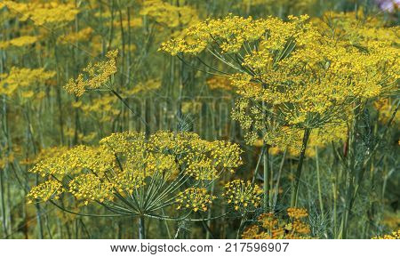 Fennel flower on a green background. Flower of dill.