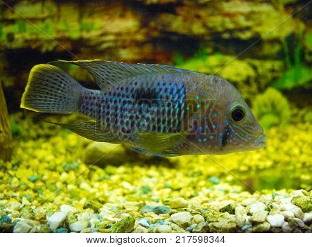 Electric Blue Acara Cichlid Fish. Nannacara Neon Blue