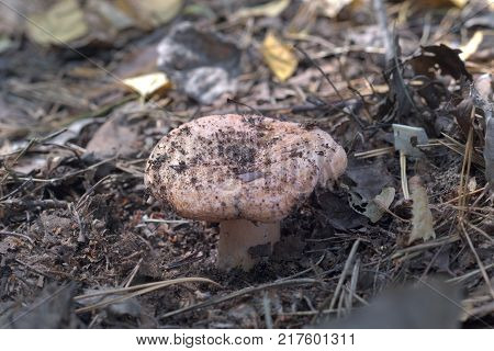delicious forest mushroom. young pale milkcap with curved edges of the pileus