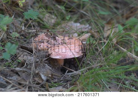 forest mushroom. young pale milkcap with straightened wavy edge of cap. delicious