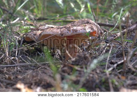 Saffron Milkcap. bottom side of cap the growing mushroom