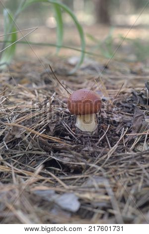 gift of nature. vertical photo. boletus Suillus granulatus. weeping bolete