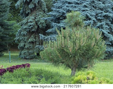 Alpine garden with dwarf conifers close up.
